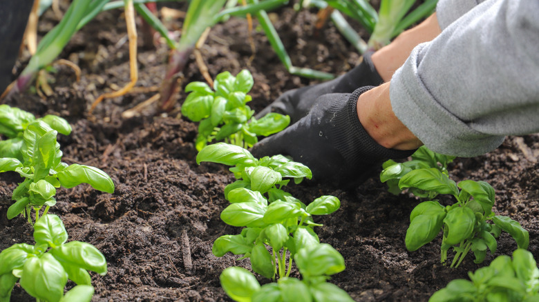 Gloved hands planting basil in soil