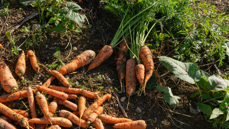 Pile of carrots recently harvested from soil