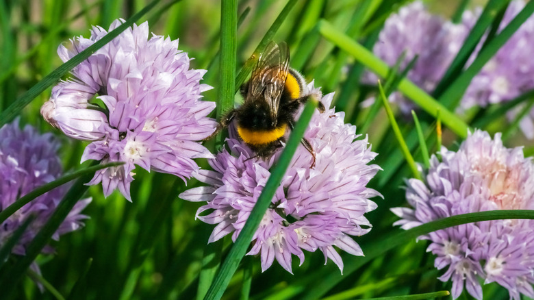 Bee collecting pollen on flower of chive plant