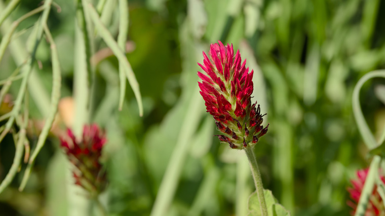 Close-up of crimson clover