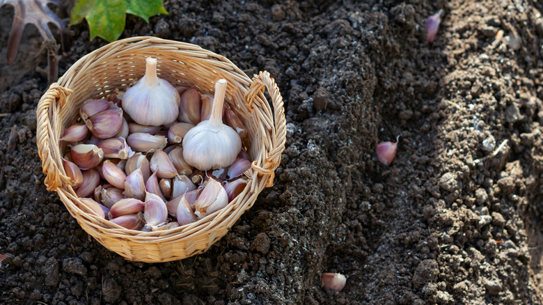 Cloves of garlic in ground next to wicker basket full of cloves
