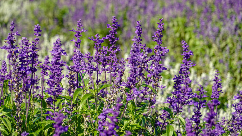 Flowering lavender plants in field