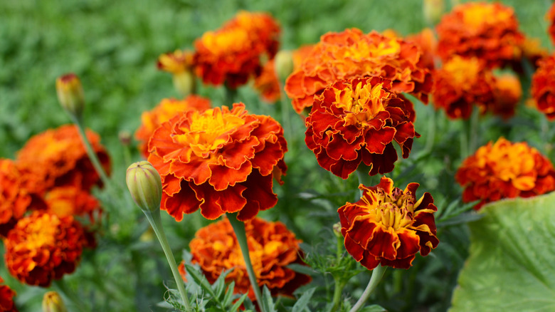 Bed of French marigold flowers, mostly in bloom
