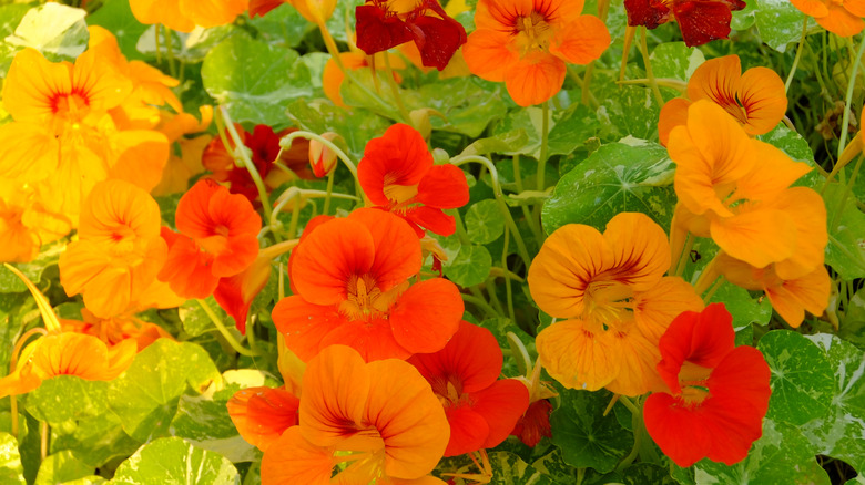 Bed of multi-colored nasturtium flowers