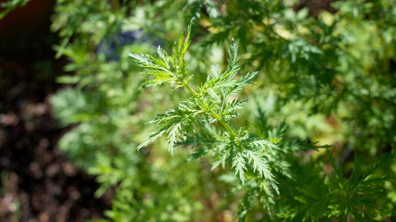 Closeup of Sweet Annie plant