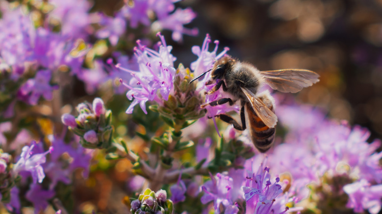 Bee on flowers of thyme plant