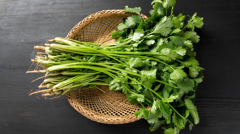 Bunch of fresh cilantro in wicker basket