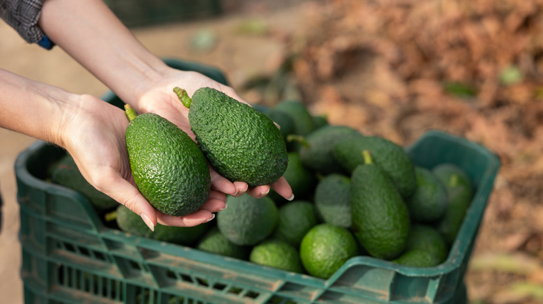 Farmer holding fresh avocados over a crate