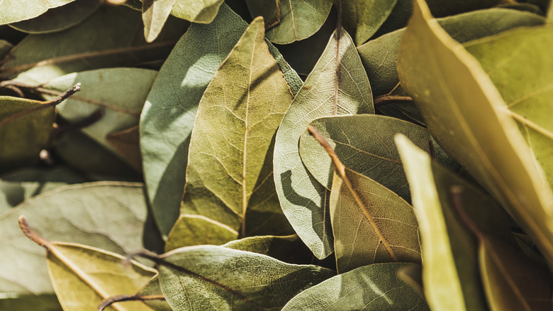 Close up of pile of dried bay leaves