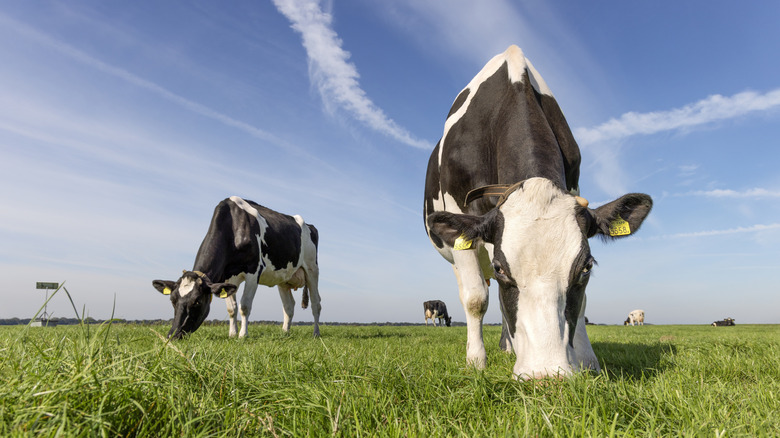 Two cows grazing in a grassy field