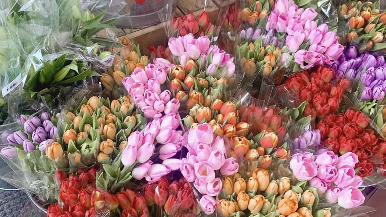 tulips in bunches displayed at Trader Joe's