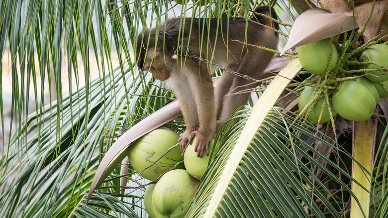 Monkey in palm tree picking a coconut