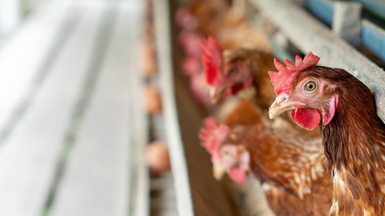 Brown laying hens and eggs