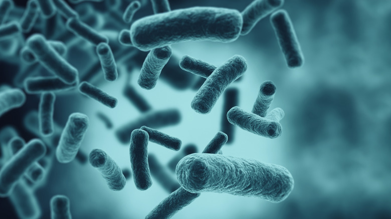 Close up of bacteria cells