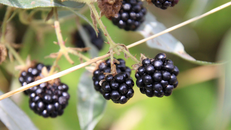 10 Cheapest Fruits To Grow In Your Garden This Year