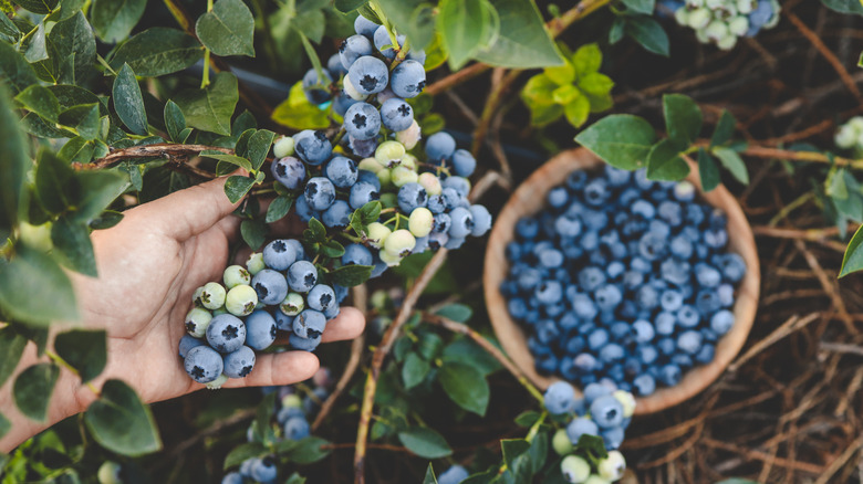 10 Cheapest Fruits To Grow In Your Garden This Year