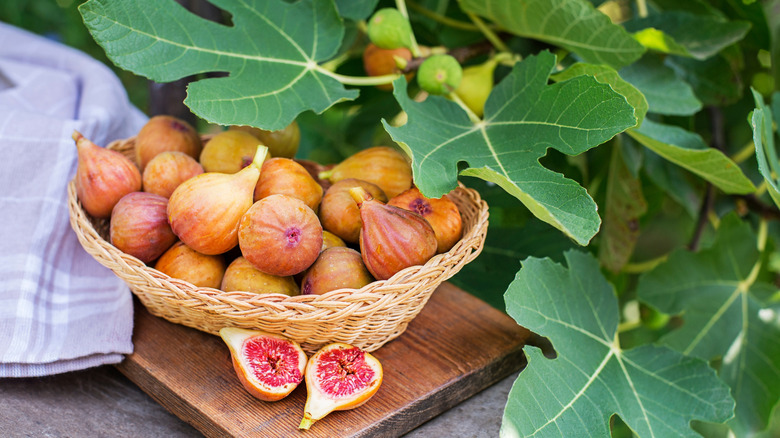 fig harvest in basket with tree