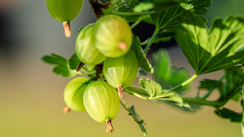 10 Cheapest Fruits To Grow In Your Garden This Year