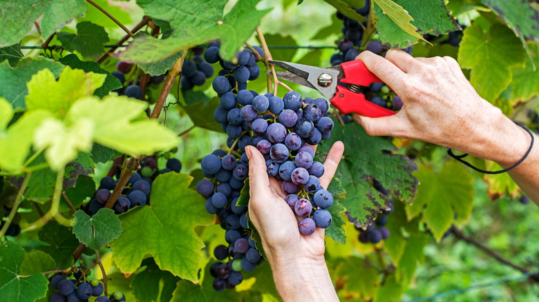 cutting purple grapes from vine