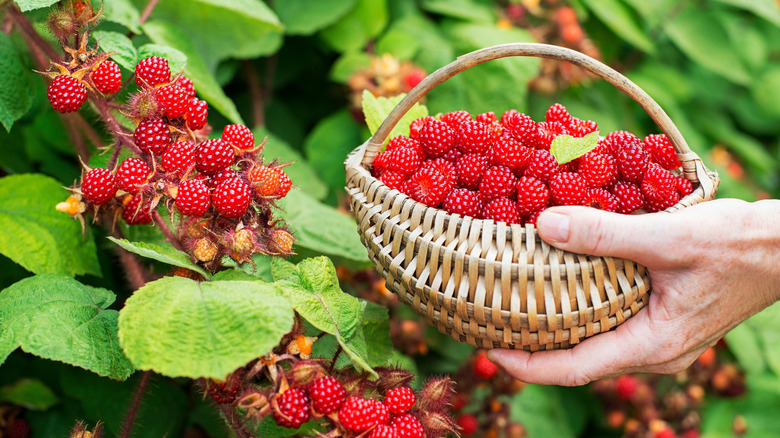 10 Cheapest Fruits To Grow In Your Garden This Year
