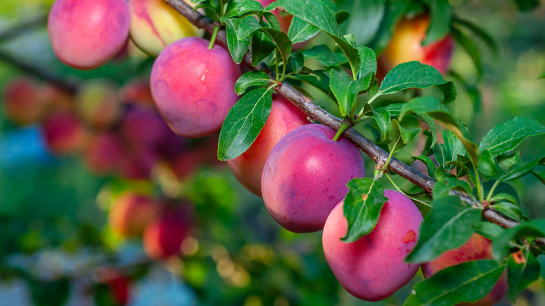 ripe plums on branch
