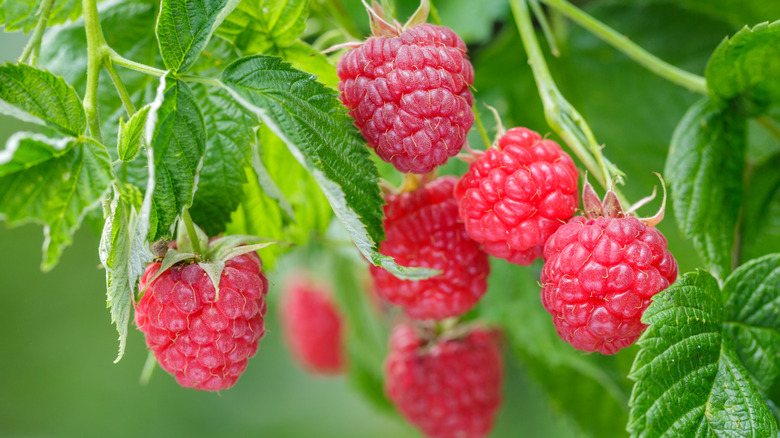 10 Cheapest Fruits To Grow In Your Garden This Year
