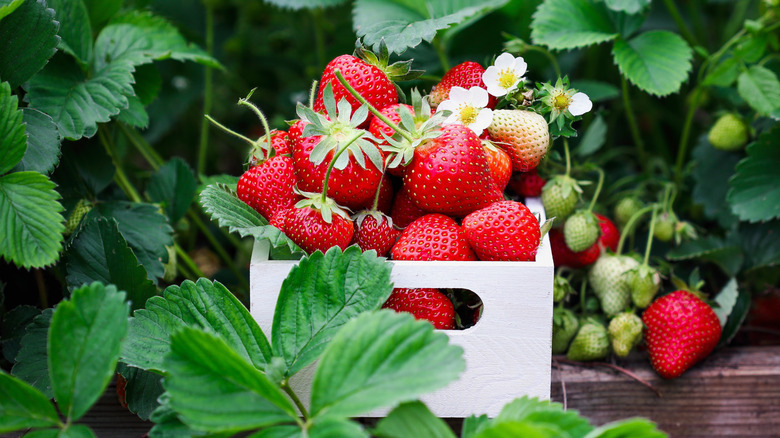 10 Cheapest Fruits To Grow In Your Garden This Year