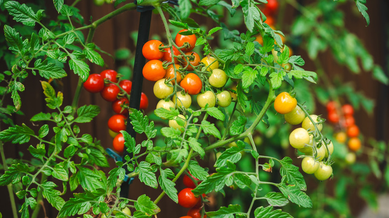cherry tomatoes in different stages of ripening