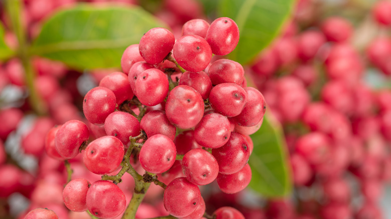 a bunch of pink peppercorns