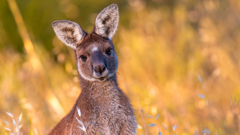 Kangaroo in tall grass