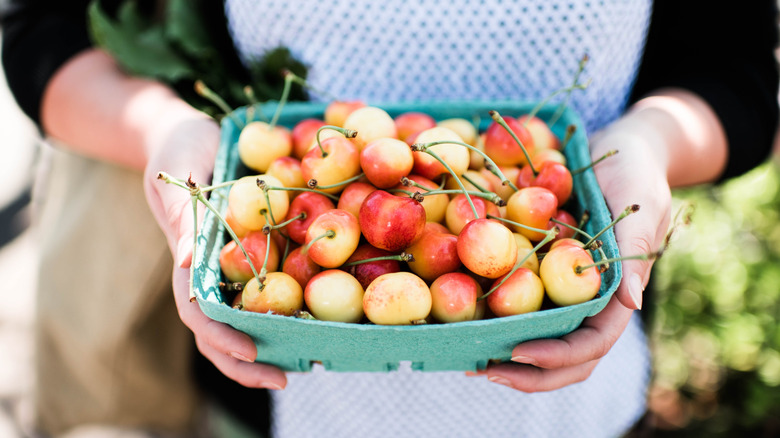 Hands holding punnet of Rainier cherries