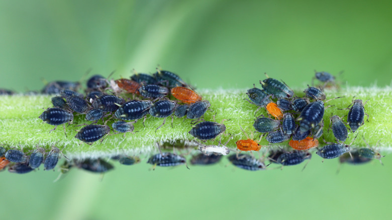 A close up of plant stem showing an aphid infestation