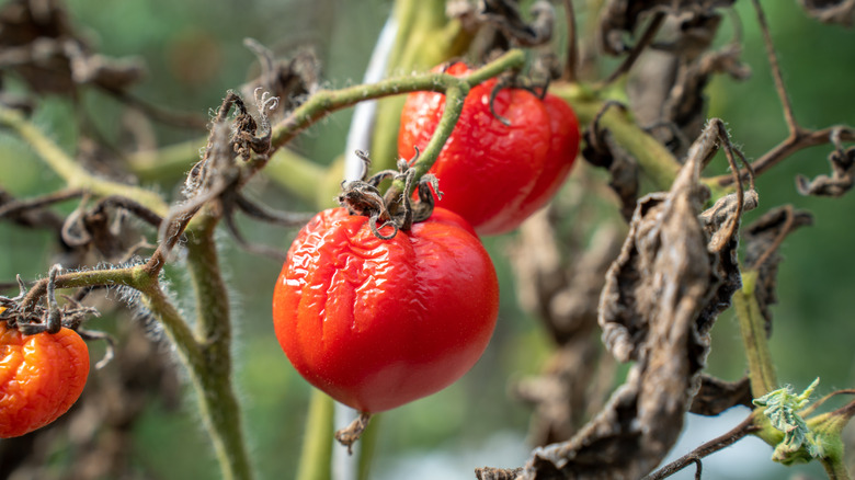 Tomatoes shrivelled and leaves blackened by a severe bacterial disease