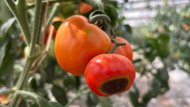 Close up of a tomato still on the vine with blossom end rot