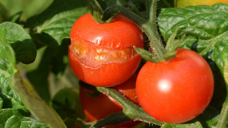 A tomato on the vine with significant cracked skin next to an unaffected tomato