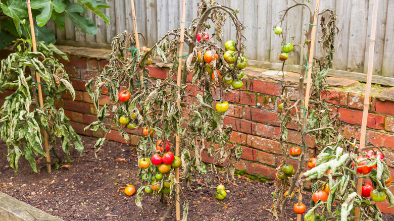 Four tomato plants that look to be desperately suffering from early blight