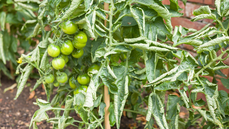 A close up of a tomato plant showing unripe tomatoes and significant leaf curl