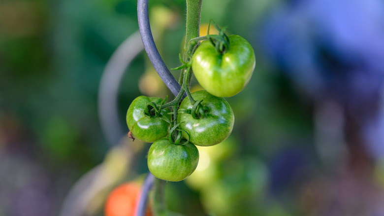 A close up of green and undersized tomatoes still on the vine