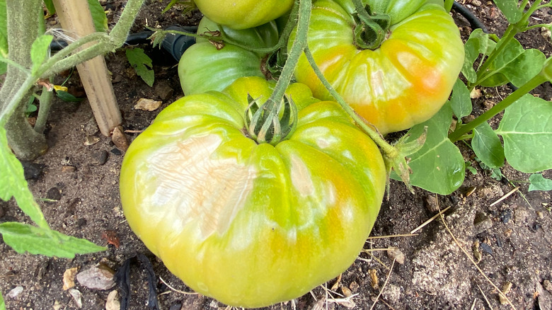 A close up of an unripe tomato that has sunscald scarring on its skin