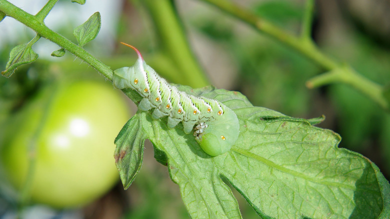 A tomato hornworm resting on a tomato leaf already showing signs of stress