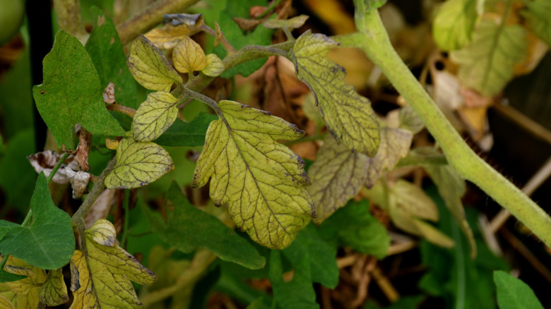 Yellowing leaves shown on a vine next to healthier green leaves