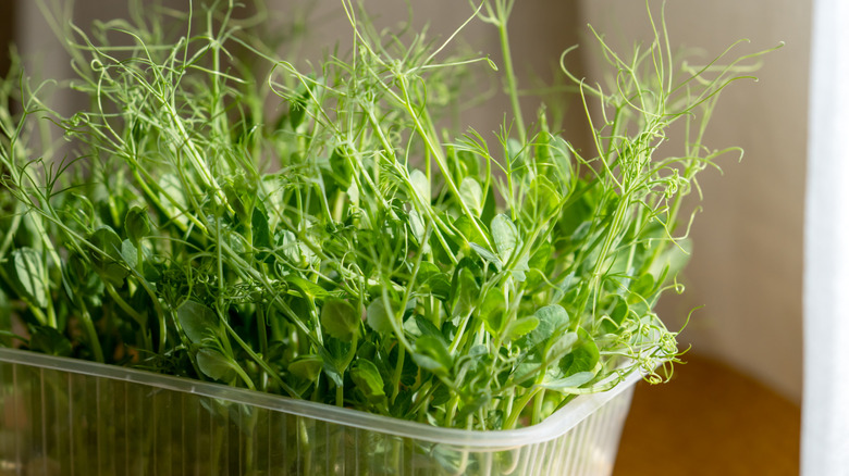 Pea microgreens growing in a plastic container
