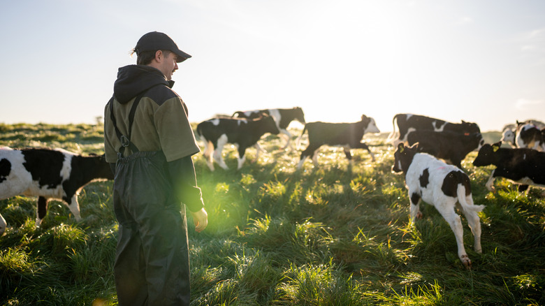 Farmer in work overalls and baseball cap standing in a sunny field with a herd of black-and-white cows