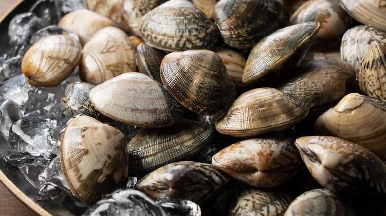 10 Different Types Of Clams And How To Serve Them