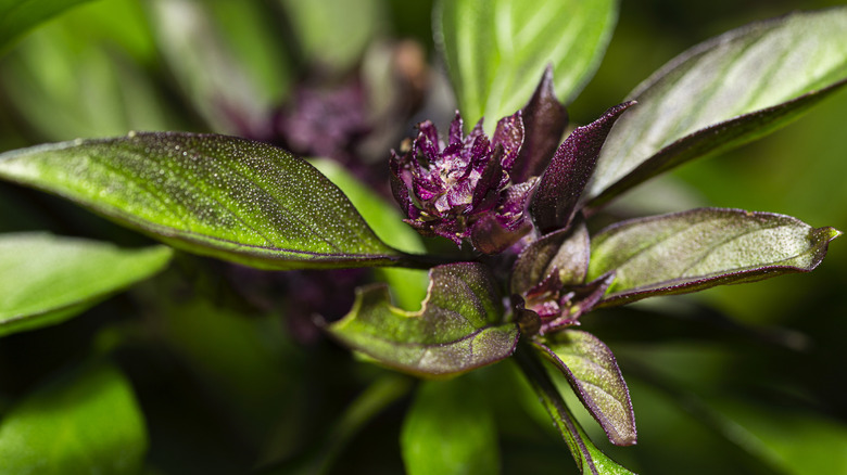 Thai basil plant