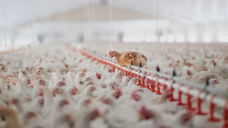 Chickens in factory farm