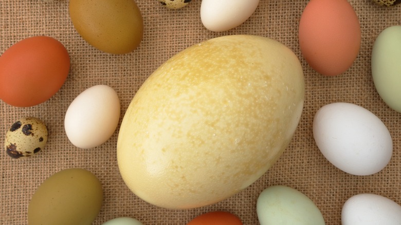 Ostrich egg and other eggs