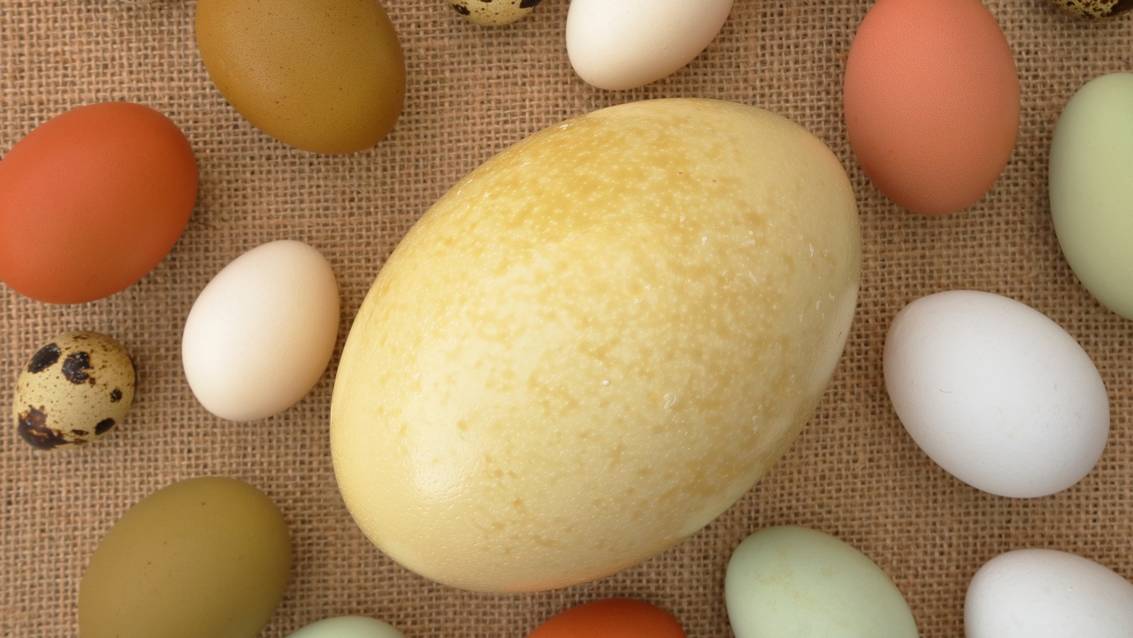 10 Facts You Need To Know About Eating Ostrich Eggs