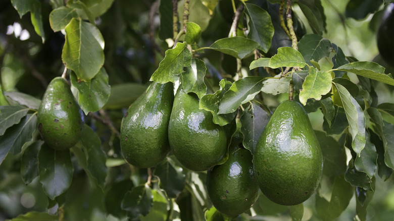 Dark green, ripe avocados hanging from a tree