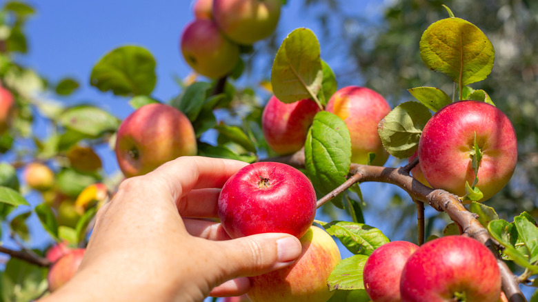 A person's hand reaching up to pull a small apple from a healthy fruit tree